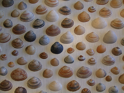 shells, beach, sea shell