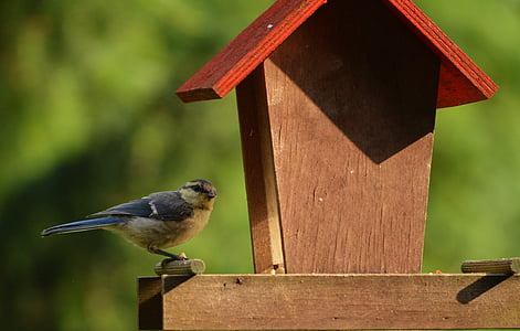 μπλε tit, tit, πουλί, αναζήτηση τροφής, Κήπος