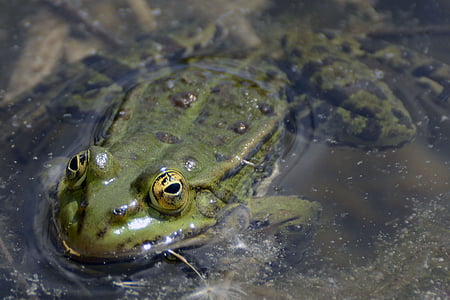 ếch, Ao, màu xanh lá cây, nước, con ếch, Ao với ếch, Thiên nhiên