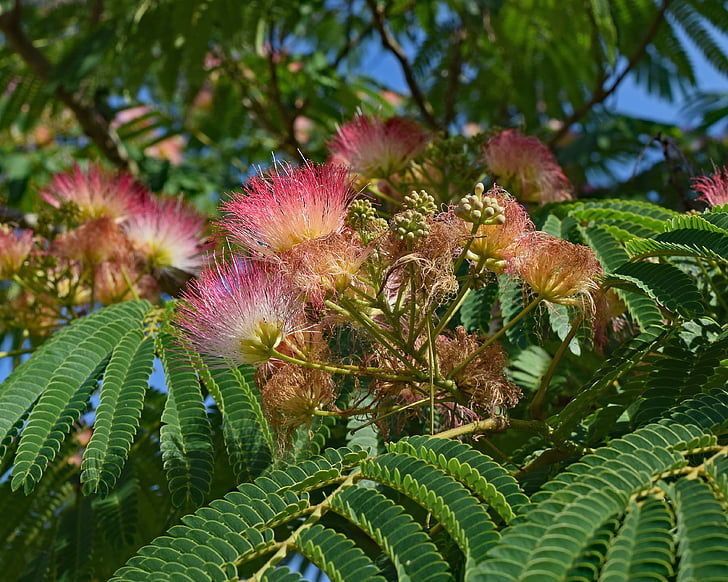 mimosa vermelho, flor, flor, flor, planta, árvore, Verão