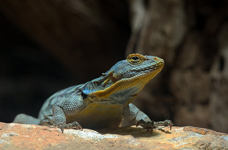 Blue rock iguana, petrosaurus thalassinus, terrarium, Zoo, Gentag, krybdyr, dyr