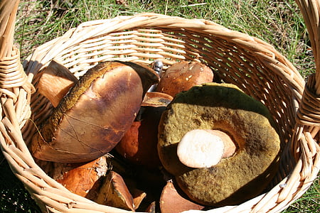 mushroom, nature, autumn, forest, cep, chestnut, food