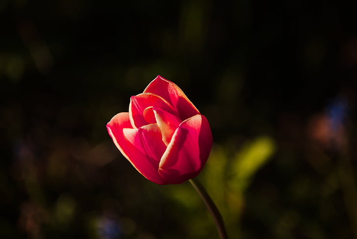 tulpė, pavasarį, Saulė, gėlė, žiedų, žydėti, rožinė