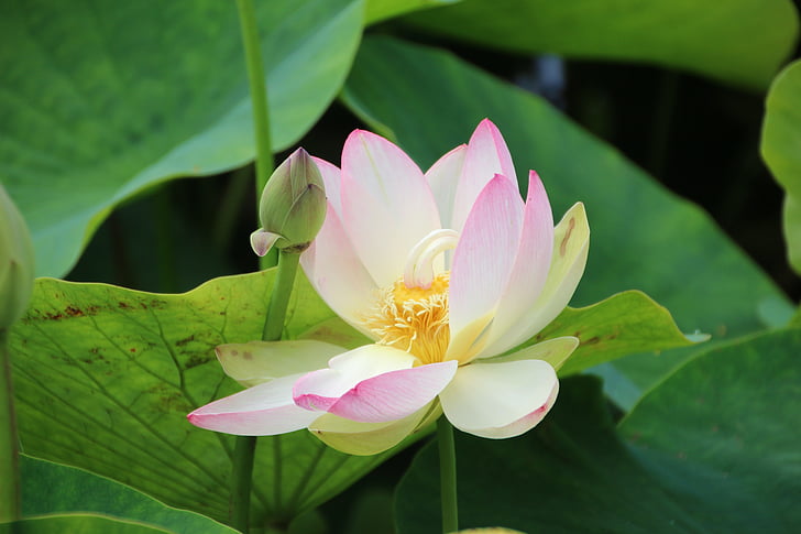 flor de Lotus, d'agost, planta aquàtica, resistents