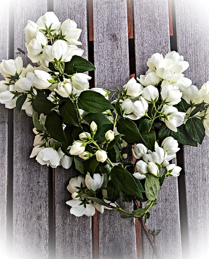 Jasmin, bloemen, boeket, Zuid-Amerikaanse jasminart, Bush, wit, bal-vormige toppen