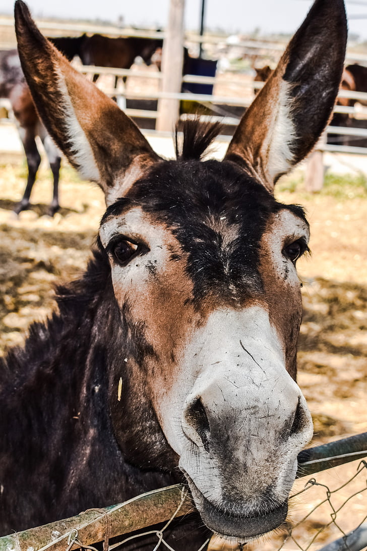 donkey, curious, funny, donkey farm, animal, dasaki achna, cyprus