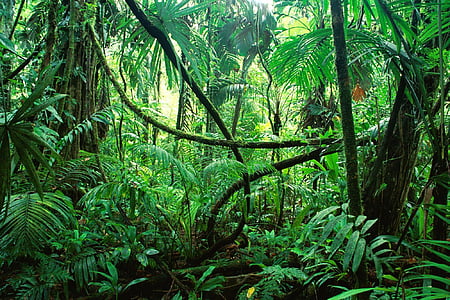 die, Dschungel, der, Chiapas, Wald, Natur, grüne Farbe