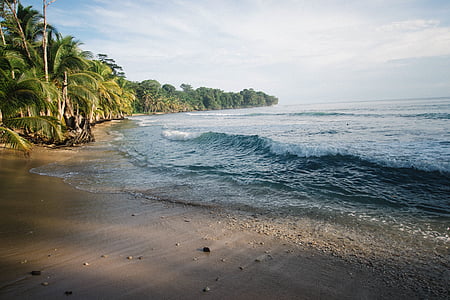 tropical island, waves, ocean, sand, sandy beach, shells, palm-trees