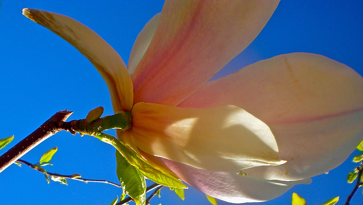 bloem, Magnolia, blauw, zomer