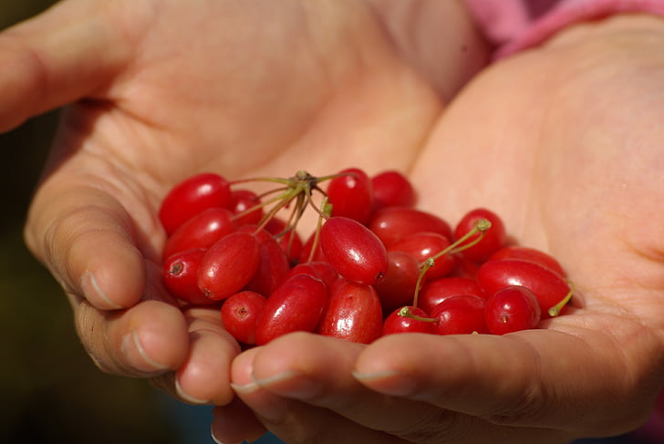 fruta, manos, rojo