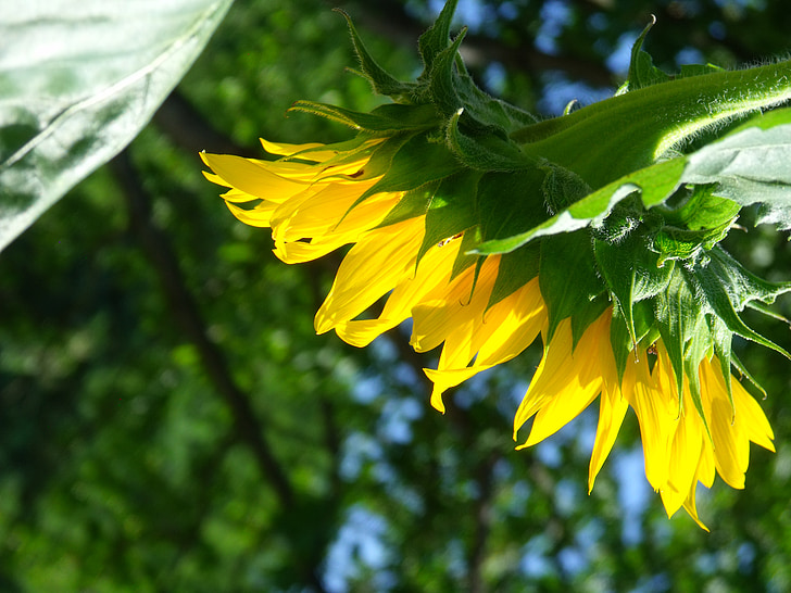 flor, gira-sol, l'estiu, planta, naturalesa groc, verd, plantes d'estiu