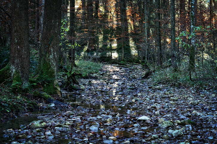 forest, autumn, bach, stream bed, nature, water, stones