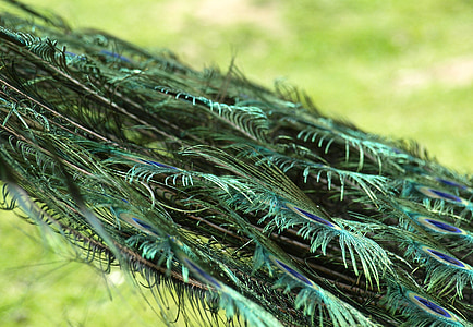peacock wheel, feather, peacock, pavo cristatus