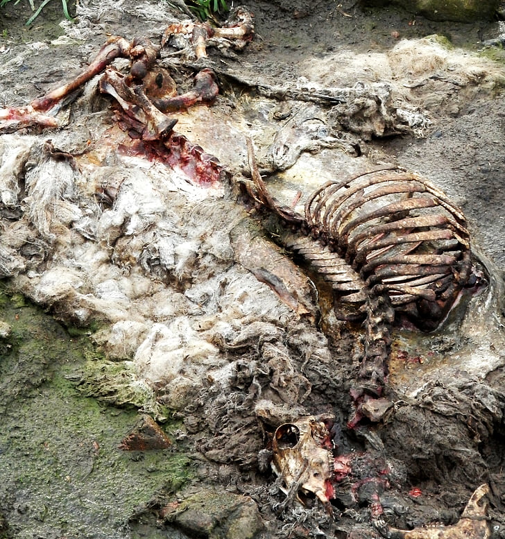 sheep, carcass, rotten, rib, skull, dead, animal