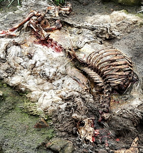 moutons, carcasse, pourri, côtes, crâne, morte, animal
