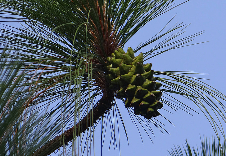 himalayan blue pine, cone, himalayan pine, bhutan pine, pinus wallichiana, pinaceae, pinus excelsa