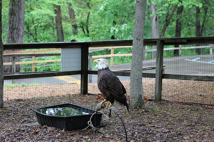 Bald eagle, lind, puuri, Eagle, Ameerika, looduslike, vangistuses