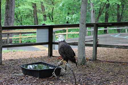 Aquila calva, uccello, in gabbia, Eagle, americano, selvaggio, cattività