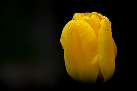 チューリップ, 花, 雨滴, 自然, 黄色の花, レイン ドロップ, 雨の後