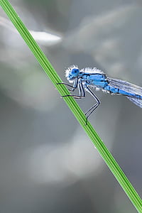 dragonfly, macro, enallagma, cyathigerum, cup bluet, males, nature