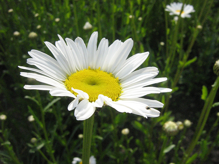 Daisy, kwiat, ogród, Natura, Meadow kwiat