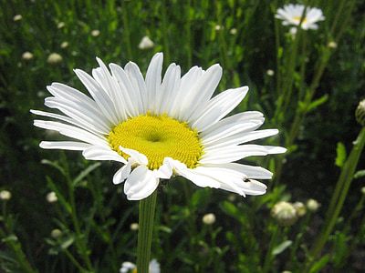 daisy, flower, garden, nature, meadow flower