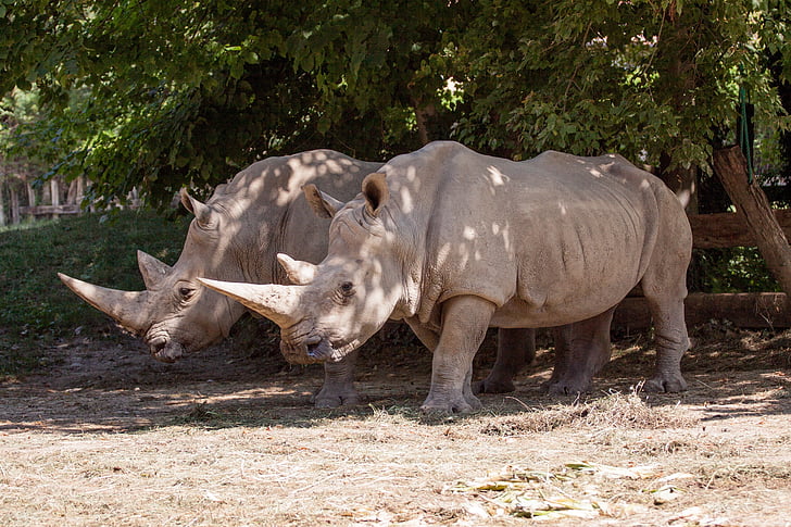 Rhino, animal, Parc naturel, Zoo