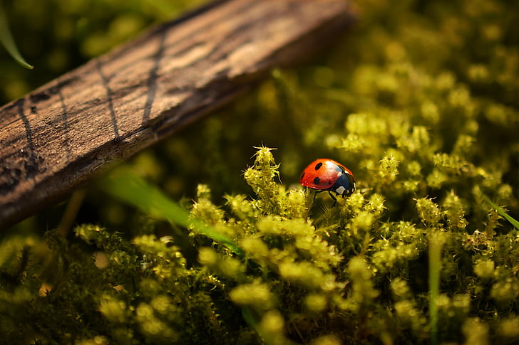 Ladybird, verd, fulla, planta, tancar, fotografia, Mariquita
