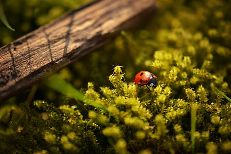 Ladybird, màu xanh lá cây, lá, thực vật, đóng, Nhiếp ảnh, bọ rùa