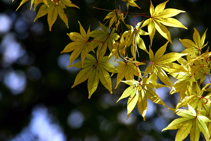 folhas de outono, Outono, madeira, folha de bordo amarelo
