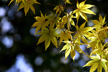 hojas de otoño, otoño, madera, hoja de arce amarillo
