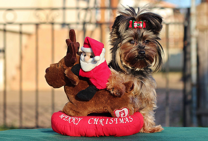 yorkshire terrier, Christmas, chien, jeu