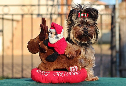 Yorkshire-terrier, Weihnachten, Hund, Spiel