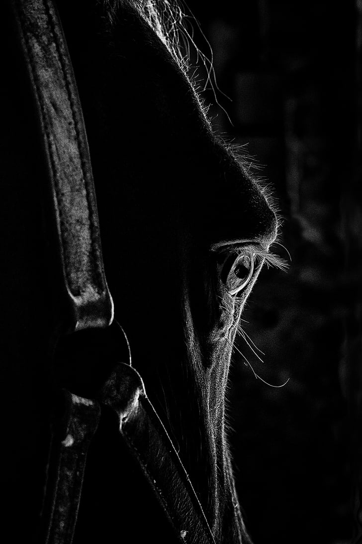 œil, eyes, horse, horse head, close up, equine, darkness