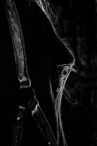 ŒIL, oči, kůň, koňské hlavy, Detailní záběr, koní, Temnota