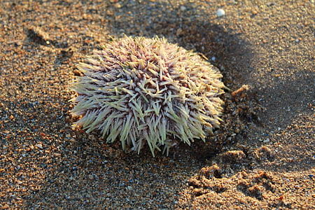 sea urchin, shore, beach, marine, sand, seaside, nature