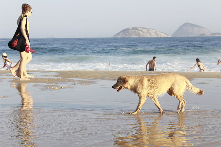 léto, pláž, Sol, pes, lidé