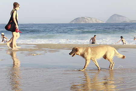 Verão, praia, sol, cão, pessoas