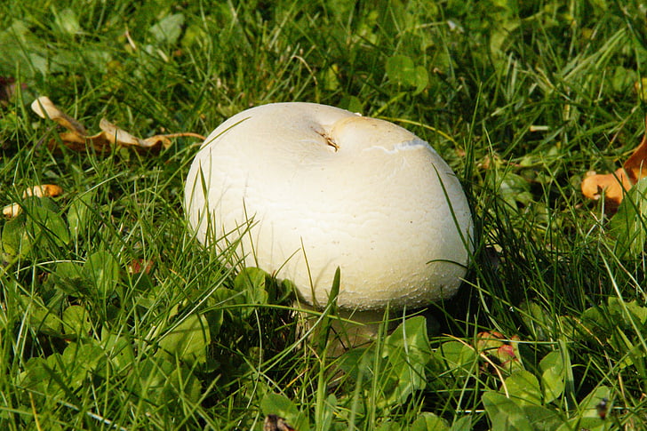 jamur, rumput, padang rumput, di rumput, jamur putih, topi, musim gugur