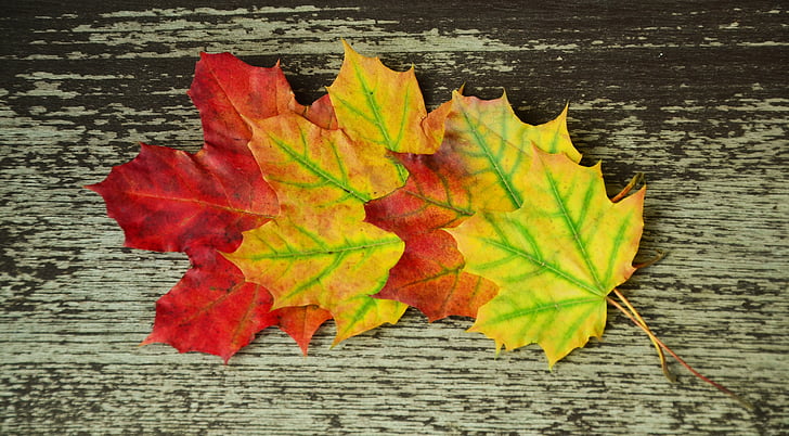 Spadek liści, liści klonu, jesień, pozostawia, spadek koloru, żółty, klon