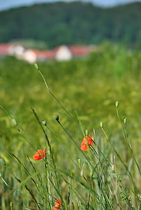 Poppy, klatschmohn, alam, merah, bunga