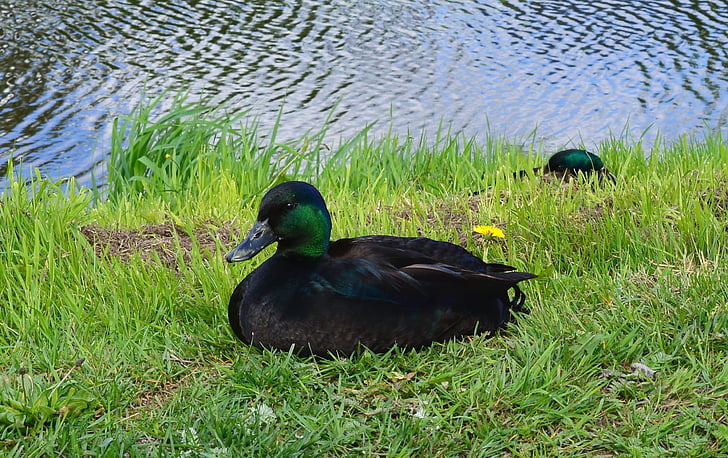 duck, animal, bird, water, beautiful, pride, elegant