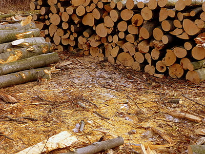 Les, Zimní, dřevo, chlad, Příroda, řezání dřeva, protokolování