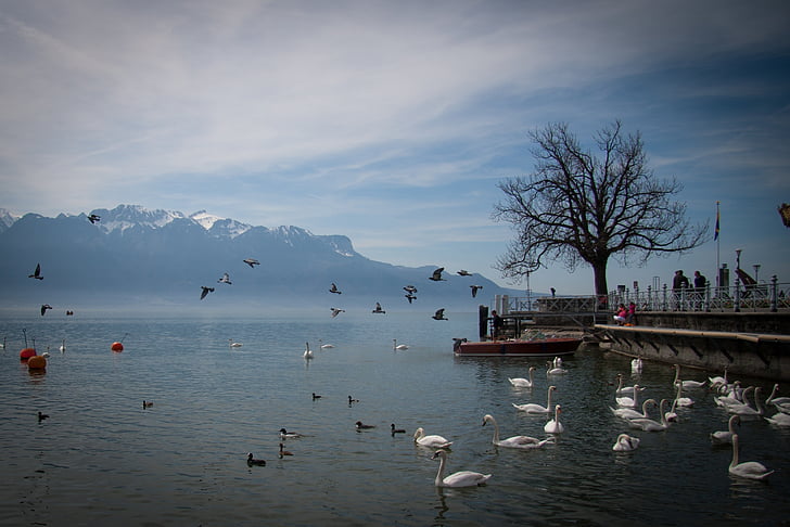 ezers, gulbis, Šveice, ainava
