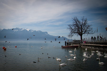 Lago, cisne, Suiza, paisaje