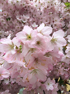 printemps, Rose, Sakura, fleur rose, arbre, fleur, jardin