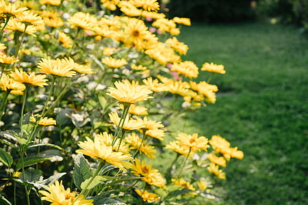ρηχά, εστίαση, φωτογραφία, Κίτρινο, λουλούδι, ομορφιά, λουλούδια