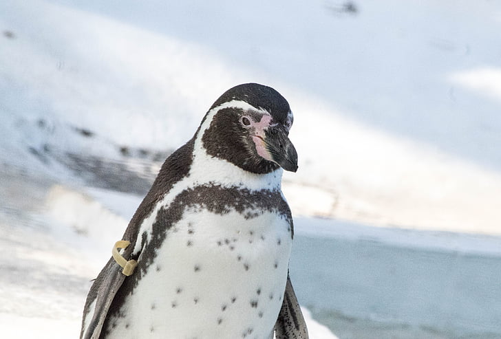 Pinguin, Tier, Zoo