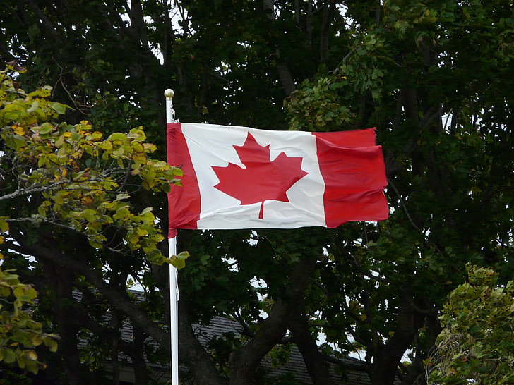 canada, flag, maple
