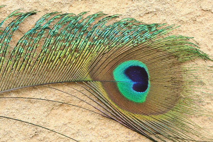 pavão, pena, colorido, azul, verde, iridescente, plumagem